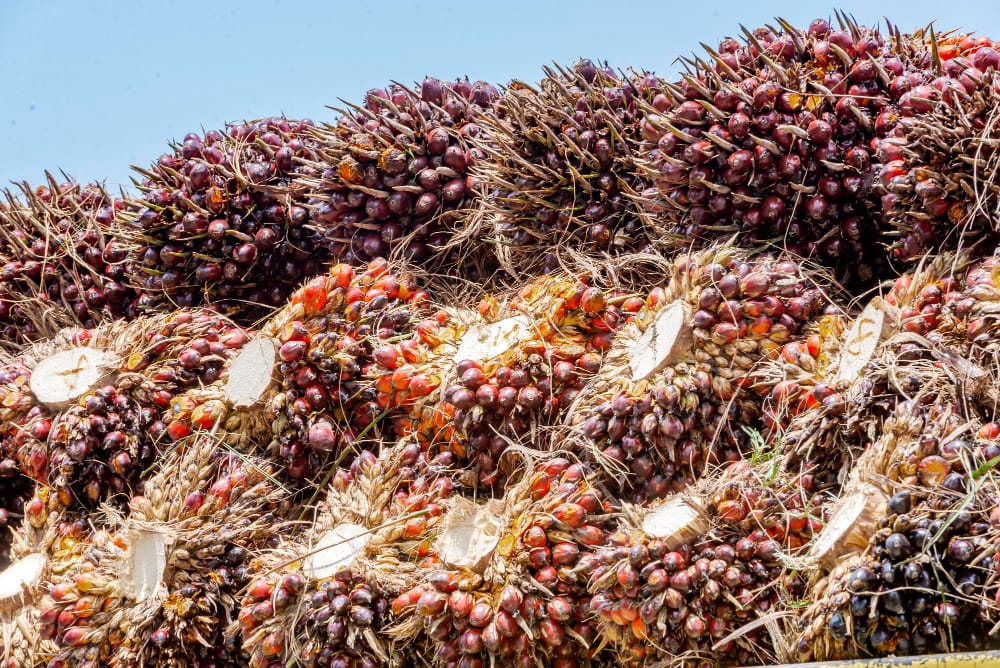 sawit-kelapa