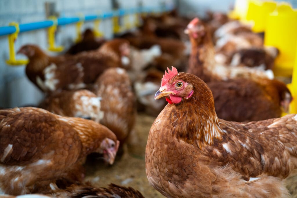 premium poultry supply