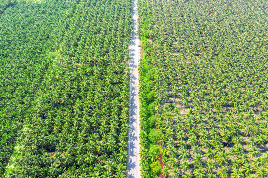 The Rise of Indonesia’s Agricultural Exports: How Local Farmers Power Global Trade